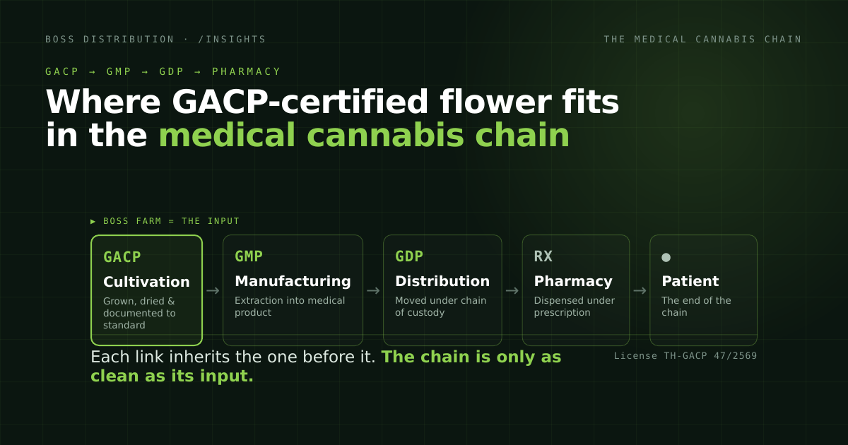 Diagram of the medical cannabis chain: GACP cultivation, GMP manufacturing, GDP distribution, pharmacy, with the GACP-certified input at the start.