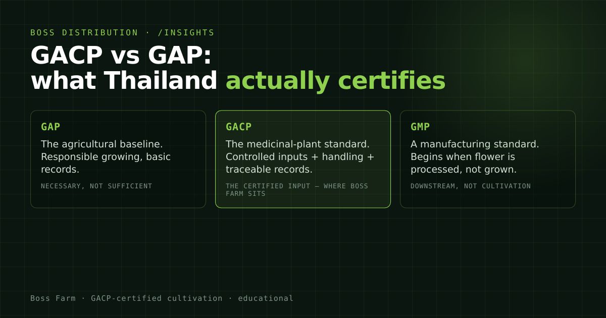 Comparison of GAP, GACP and GMP standards across the medical cannabis chain, with GACP marking certified cultivation.
