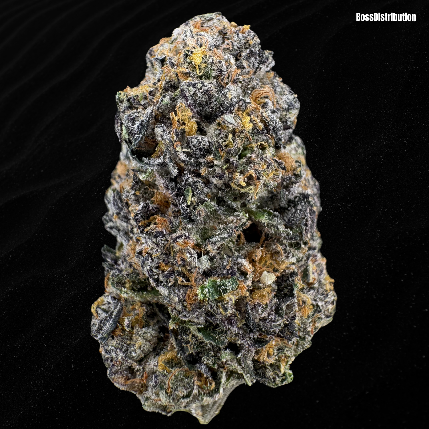 GMO x G41