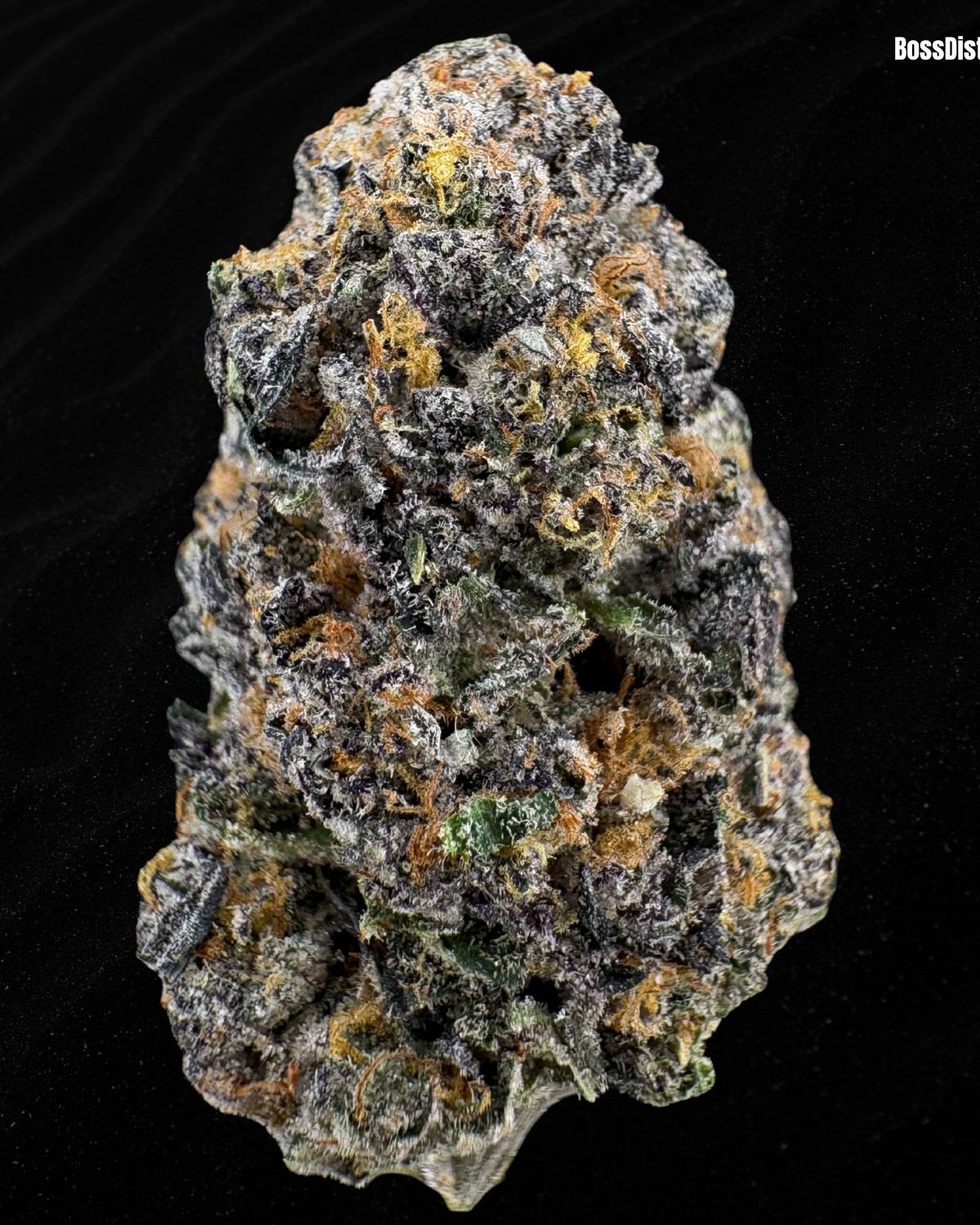 GMO x G41