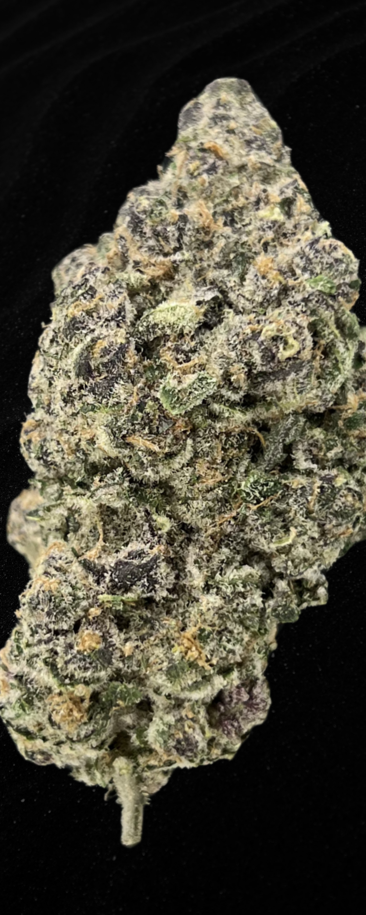 Devil’s Cherry